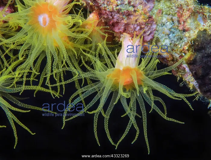 : Yellow calyx coral (Tubastrea coccinea), Red Sea : Yellow calyx coral (Tubastrea coccinea), Red Sea