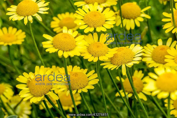 : Yellow camomile in bloom in a garden : Yellow camomile in bloom in a garden