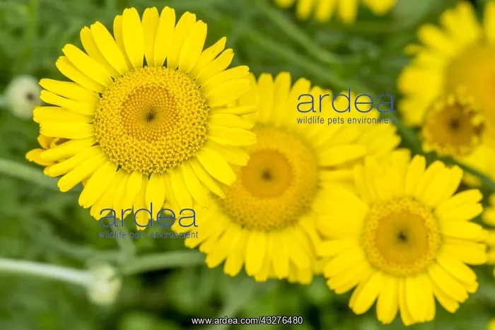 : Yellow camomile in bloom in a garden : Yellow camomile in bloom in a garden