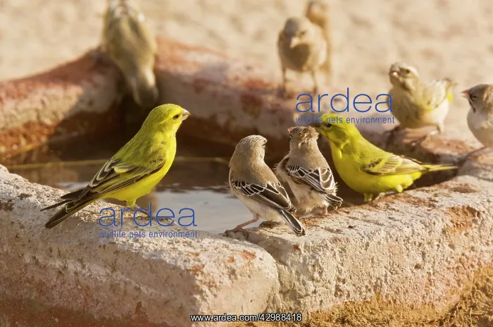 : Yellow Canaries - with Scaly-feathered Finches : Yellow Canaries - with Scaly-feathered Finches