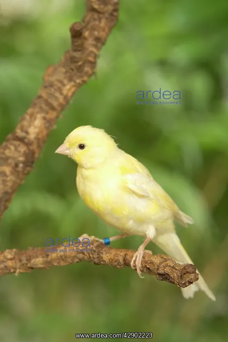  : Yellow Canary