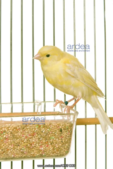  : Yellow Canary - in cage