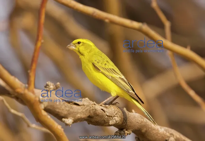 : Yellow Canary. perched in tree - South Africa : Yellow Canary. perched in tree - South Africa