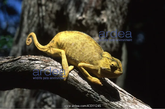 : YELLOW CHAMELEON - ON BRANCH : YELLOW CHAMELEON - ON BRANCH