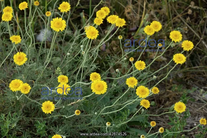 : Yellow chamomile : Yellow chamomile