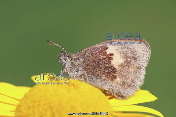 : Yellow Chamomile : Yellow Chamomile