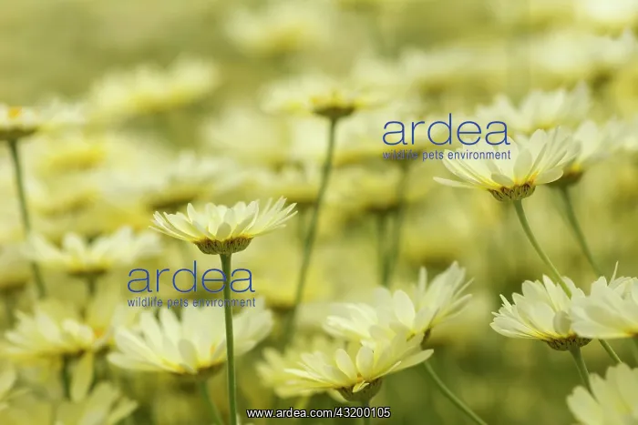 : Yellow chamomile, Anthemis tinctoria, Yellow subject : Yellow chamomile, Anthemis tinctoria, Yellow subject