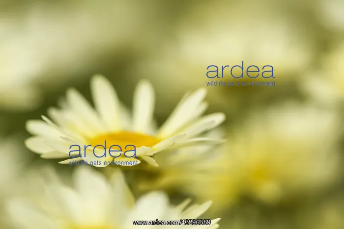 : Yellow chamomile, Anthemis tinctoria, Yellow subject : Yellow chamomile, Anthemis tinctoria, Yellow subject
