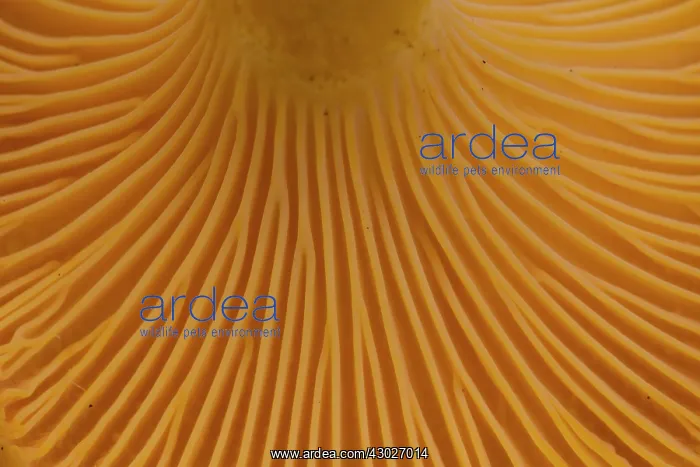 : Yellow Chanterelle close up Sweden : Yellow Chanterelle close up Sweden