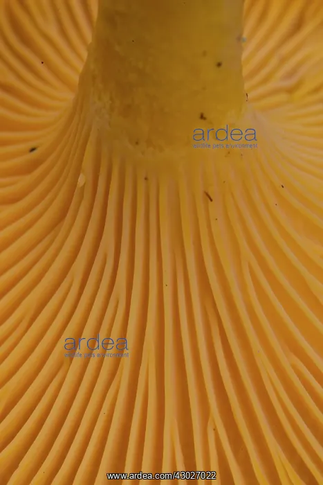 : Yellow Chanterelle close up Sweden : Yellow Chanterelle close up Sweden