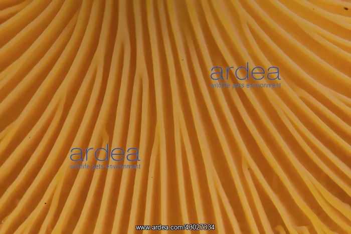 : Yellow Chanterelle close up Sweden : Yellow Chanterelle close up Sweden