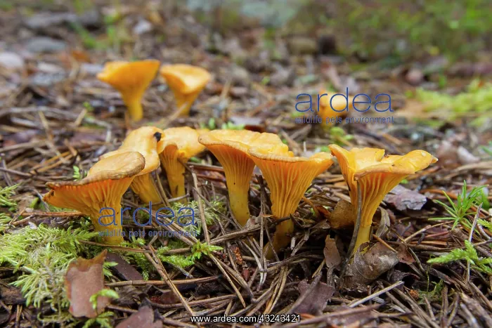 : Yellow Chanterelle mushrooms on the forest floor Sweden : Yellow Chanterelle mushrooms on the forest floor Sweden