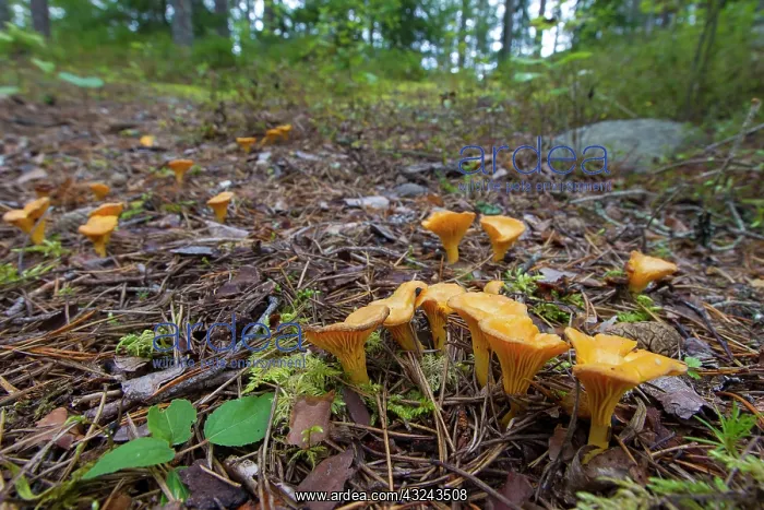 : Yellow Chanterelle mushrooms on the forest floor Sweden : Yellow Chanterelle mushrooms on the forest floor Sweden