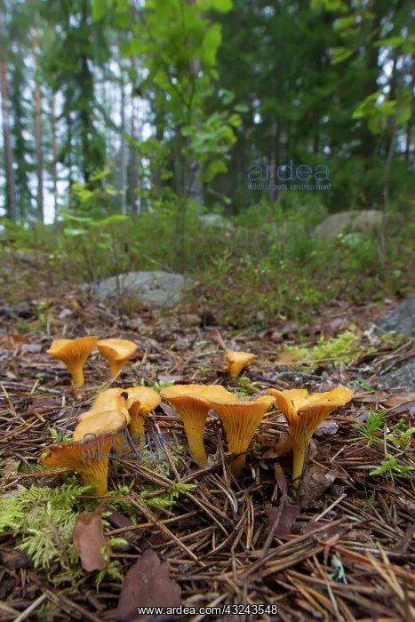 : Yellow Chanterelle mushrooms on the forest floor Sweden : Yellow Chanterelle mushrooms on the forest floor Sweden