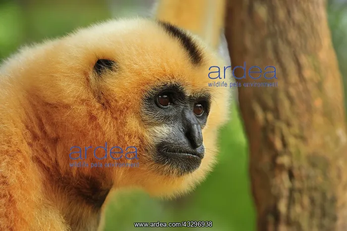 : Yellow-cheeked Gibbon / Yellow-cheeked Crested Gibbon : Yellow-cheeked Gibbon / Yellow-cheeked Crested Gibbon