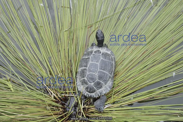 : Yellow-cheeked tortoise (Trachemys scripta scripta) : Yellow-cheeked tortoise (Trachemys scripta scripta)