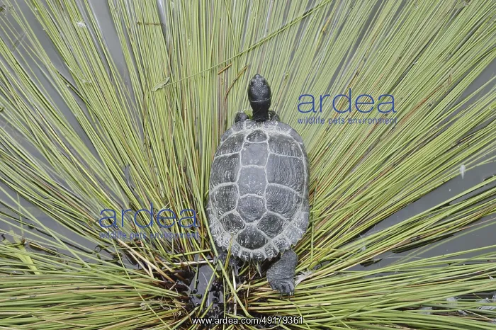 : Yellow-cheeked tortoise (Trachemys scripta scripta) : Yellow-cheeked tortoise (Trachemys scripta scripta)