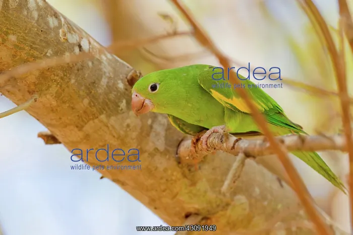 : Yellow-chevroned Parakeet : Yellow-chevroned Parakeet