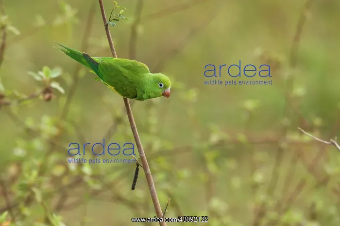: Yellow-chevroned Parakeet : Yellow-chevroned Parakeet