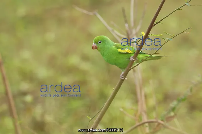 : Yellow-chevroned Parakeet : Yellow-chevroned Parakeet