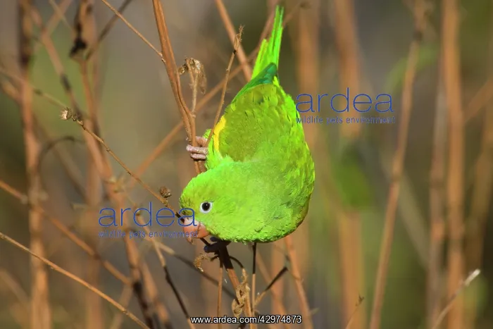 : Yellow-chevroned Parakeet / Chiriri Parakeet - : Yellow-chevroned Parakeet / Chiriri Parakeet -