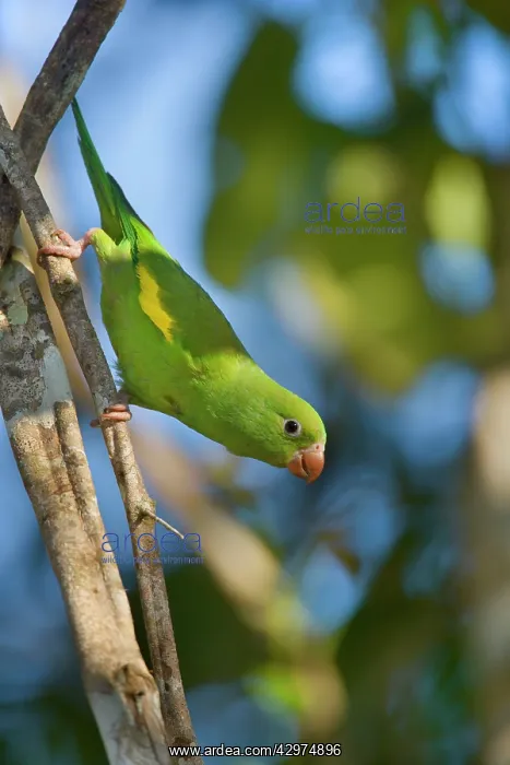 : Yellow-chevroned Parakeet / Chiriri Parakeet - : Yellow-chevroned Parakeet / Chiriri Parakeet -