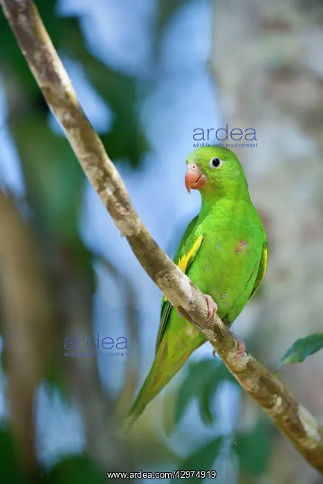 : Yellow-chevroned Parakeet / Chiriri Parakeet - : Yellow-chevroned Parakeet / Chiriri Parakeet -