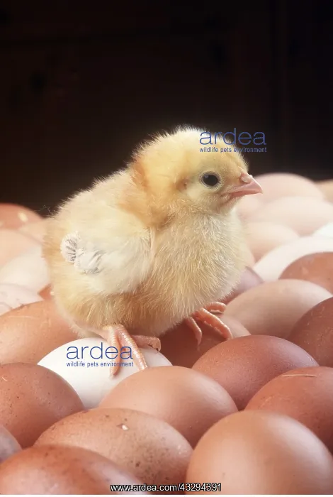  : YELLOW CHICK - on eggs