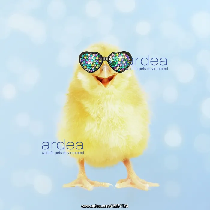 : Yellow chick wearing heart shaped sunglasses : Yellow chick wearing heart shaped sunglasses
