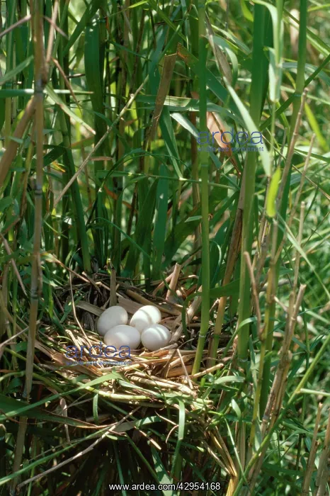 : Yellow / Chinese Bittern - eggs in nest : Yellow / Chinese Bittern - eggs in nest