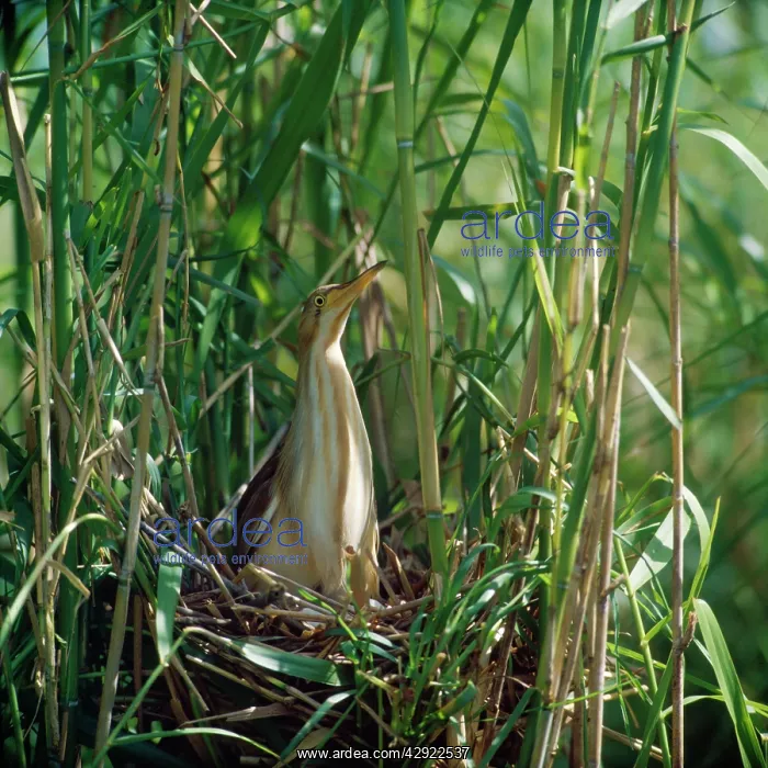 : Yellow / Chinese Bittern - in nest : Yellow / Chinese Bittern - in nest