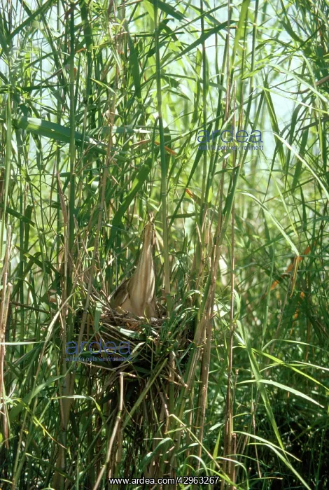 : Yellow / Chinese Bittern - in nest - distant view : Yellow / Chinese Bittern - in nest - distant view