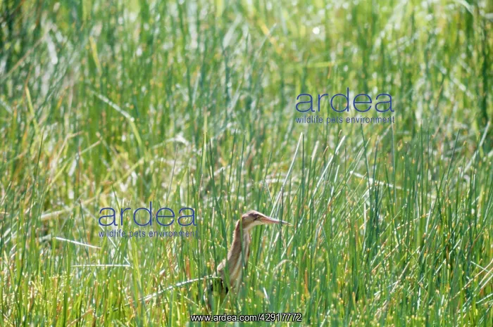 : Yellow / Chinese Bittern - Seychelles : Yellow / Chinese Bittern - Seychelles
