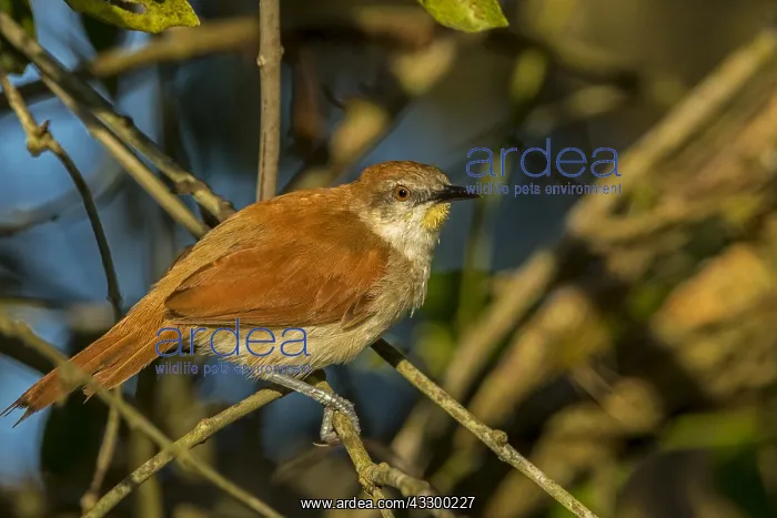 : Yellow-chinned Spinetail (Certhiaxis cinnamomeus) : Yellow-chinned Spinetail (Certhiaxis cinnamomeus)
