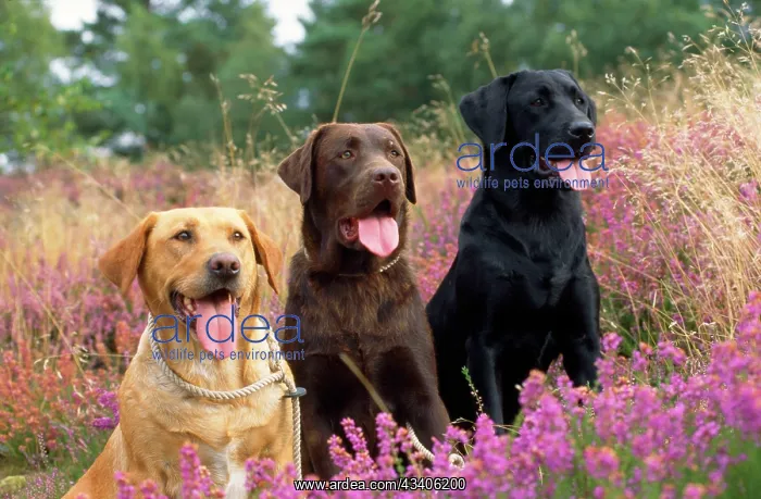 : Yellow Chocolate & Black Labrador Dogs : Yellow Chocolate & Black Labrador Dogs