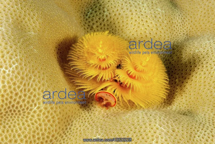 : Yellow Christmas tree worm (Spirobranchus giganteus) : Yellow Christmas tree worm (Spirobranchus giganteus)