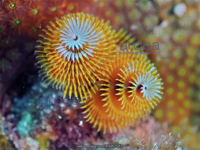 : Yellow christmas tree worm (Spirobranchus giganteus) : Yellow christmas tree worm (Spirobranchus giganteus)