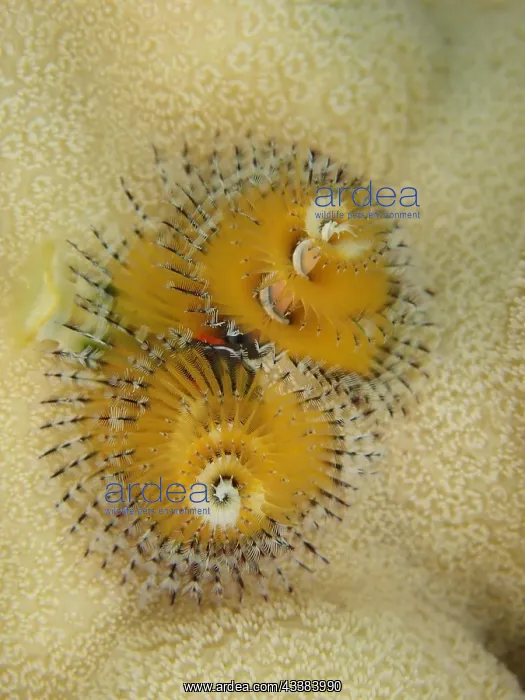 : Yellow christmas tree worm (Spirobranchus giganteus) : Yellow christmas tree worm (Spirobranchus giganteus)