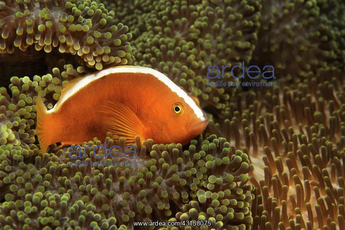 : Yellow Clownfish : Yellow Clownfish