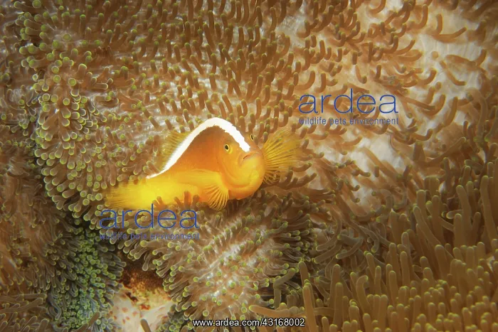 : Yellow Clownfish : Yellow Clownfish