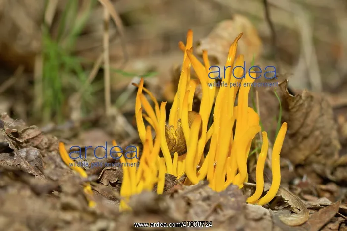 : Yellow Club Fungus : Yellow Club Fungus