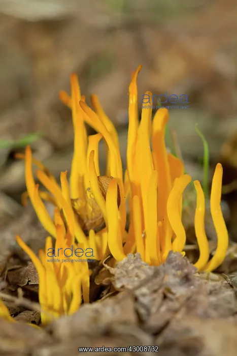 : Yellow Club Fungus : Yellow Club Fungus