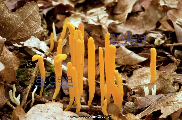 : Yellow Clubs fungi - amongst leaf litter : Yellow Clubs fungi - amongst leaf litter