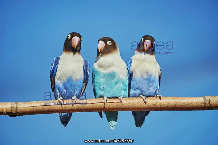 : Three Yellow-collared lovebirds (Agapornis personatus) : Three Yellow-collared lovebirds (Agapornis personatus)