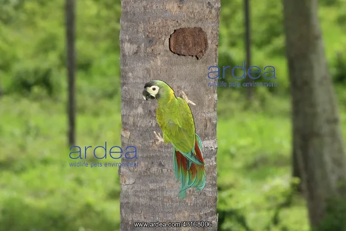 : Yellow-collared Macaw : Yellow-collared Macaw