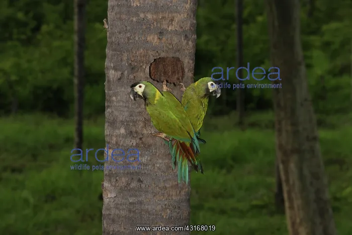 : Yellow-collared macaws : Yellow-collared macaws