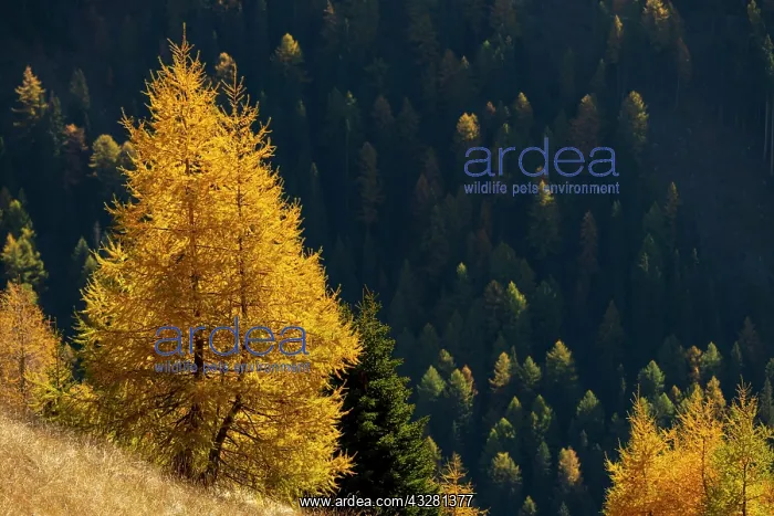 : Yellow colored larches (Larix decidua) in autumn : Yellow colored larches (Larix decidua) in autumn