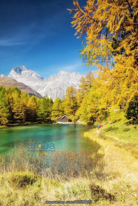 : Yellow-coloured larches in autumn at Lake Palpuogna : Yellow-coloured larches in autumn at Lake Palpuogna