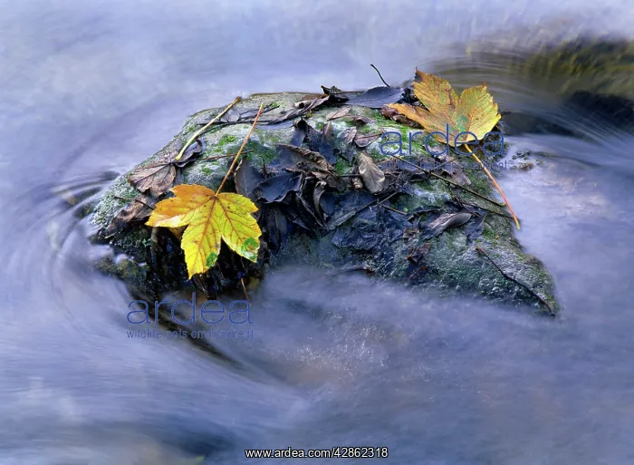 : Yellow coloured maple leaves stranded on a rock : Yellow coloured maple leaves stranded on a rock