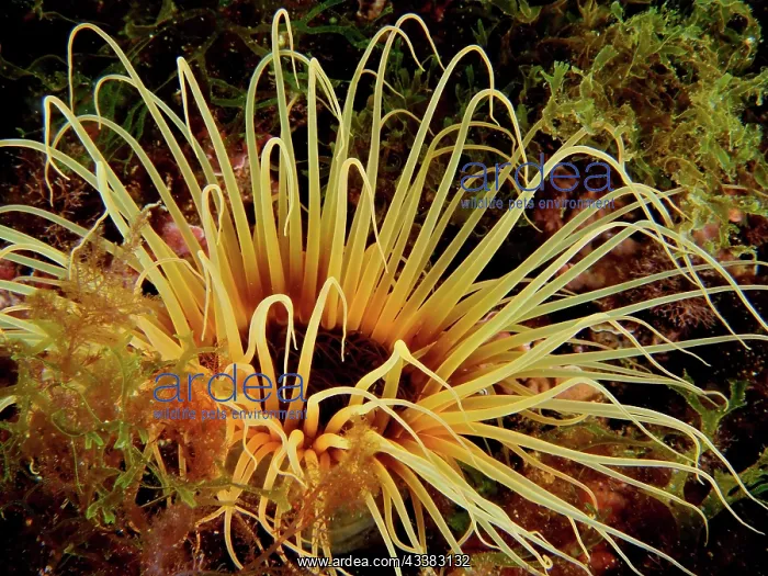  : Yellow coloured tube anemone (Cerianthus membranaceus)